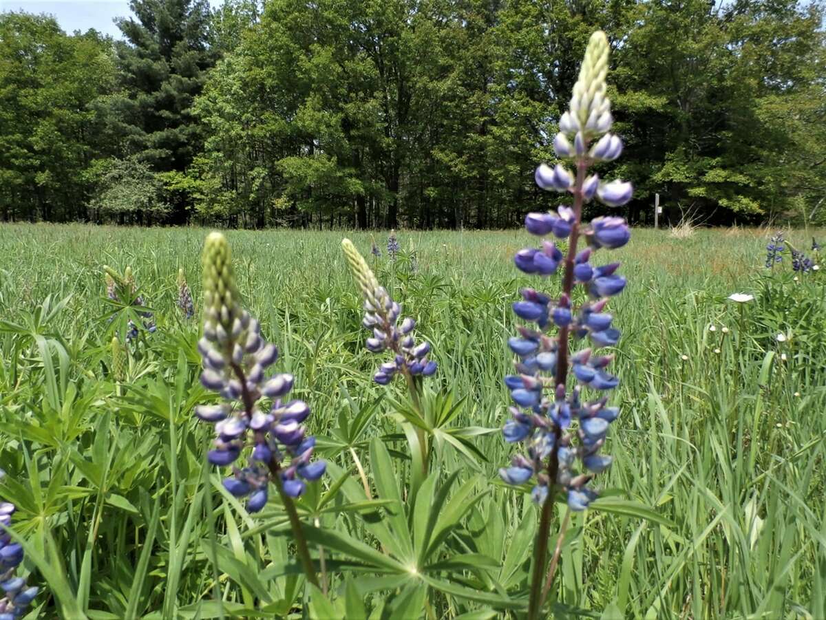 Lupines are the first large meadow flower to bloom and are very showy. These lupines at McLean Nature Preserve were pictured on May 29, 2022.