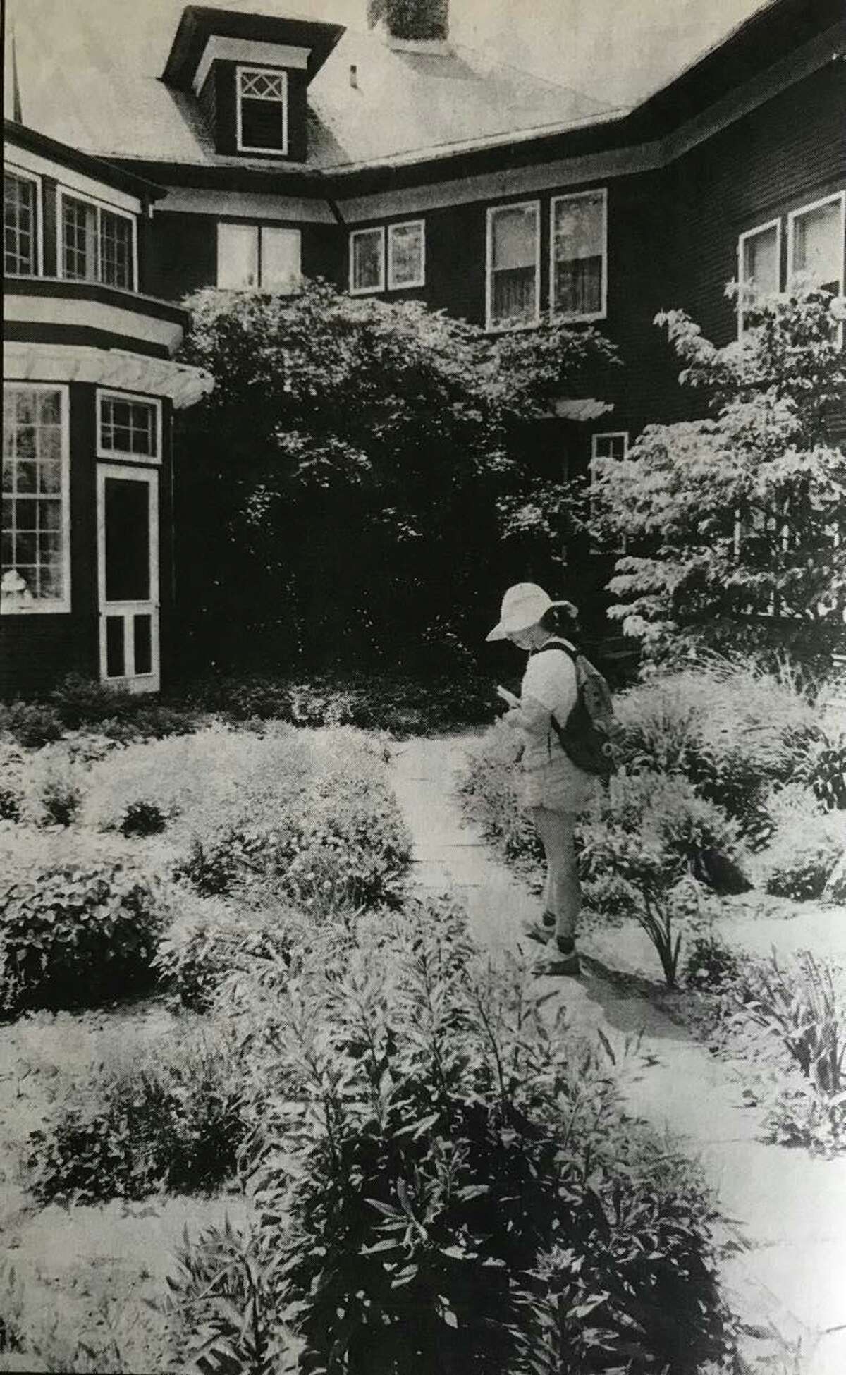Horticulturist Jane Cameron studies the herbs and plants in the kitchen garden at the rear of the former Dow home. June 1991