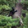 A bear is seen in a tree along State St. on Tuesday, May 31, 2022, in Albany, N.Y. (Paul Buckowski/Times Union)