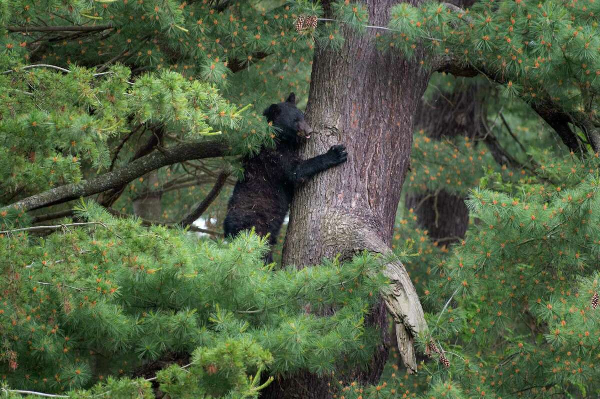Albany police say another bear - and a cub too - have been spotted near Krumkill Road. It's the latest reported sighting of a bear in the city. In this photograph, a bear is seen in a tree along State Street May 31. The animal was tranquilized and released in the Catskill Mountains. (Paul Buckowski/Times Union)