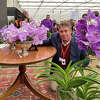 Dr. Lawrence W. Zettler, Illinois College's Hitchcock Professor of Biology, dusts a table Friday displaying the Platinum Jubilee Orchid at the Royal Horticultural Society's 2022 Chelsea Flower Show in London. Zettler had a hand in creating the orchid to celebrate Queen Elizabeth II's Platinum Jubilee.