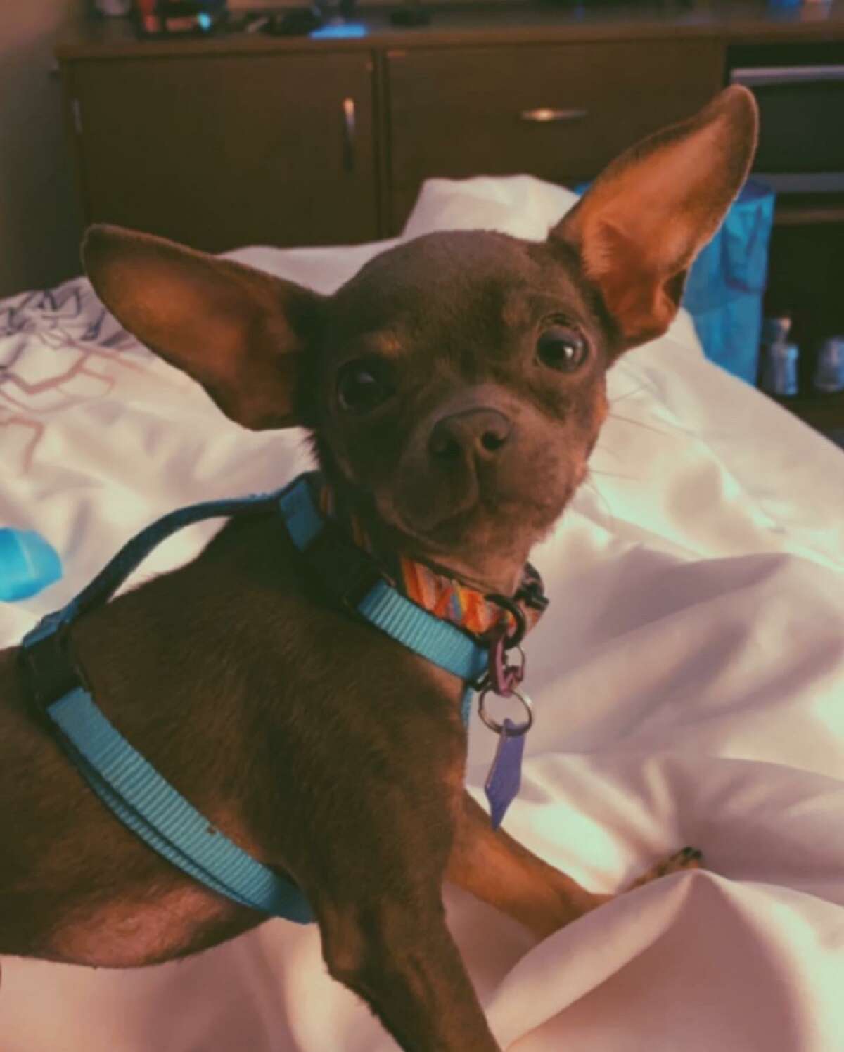 Rylee, an 8-month old female, was left in the car in a public parking lot Bay Street at the Embarcadero while her owner, Amanda Chapman visited the Fisherman’s Wharf area on the afternoon of May 24.