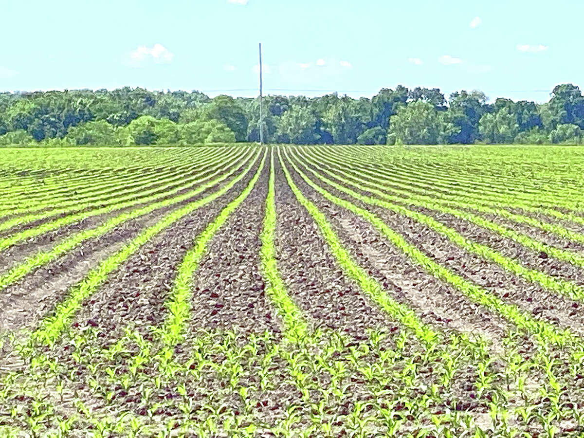 Rows of corn start to emerge from the ground on a farm in Wrights in Greene County.