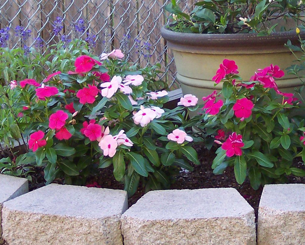 image.title Deer-Resistant Delight: Flowering Vinca For A Vibrant Garden