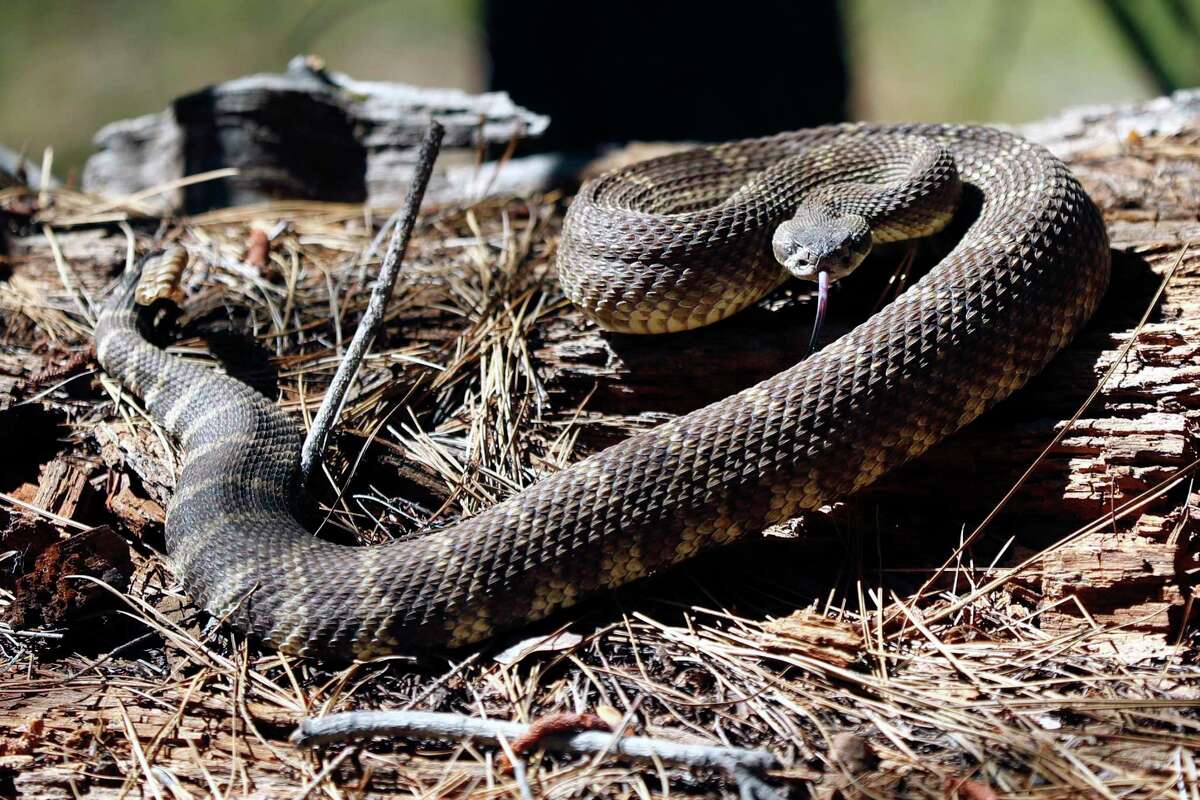 A Northern Pacific Rattlesnake adjusts to its new surroundings after being released into the wild in an uninhabited area of a Northern California forest on Sunday, June 30, 2019. Spring and summer are rattlesnake season in California.