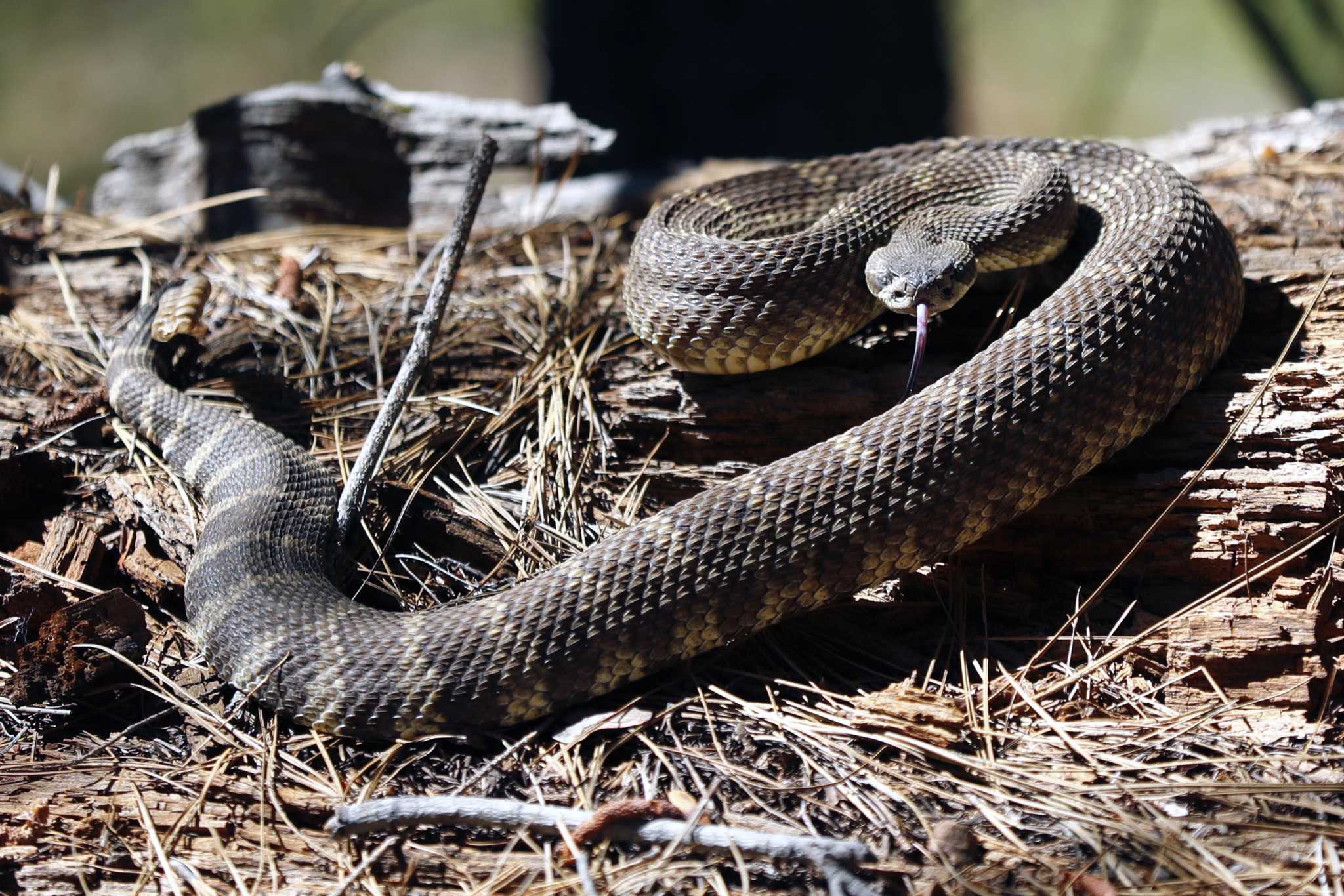 When Do Rattlesnakes Hibernate in California?