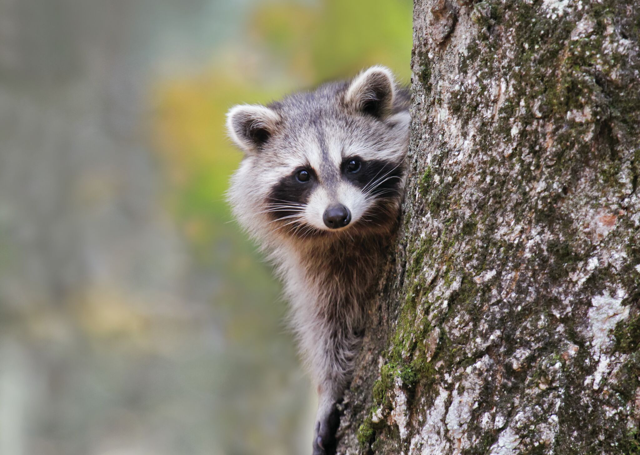 Video shows raccoon racing through New Braunfels HEB