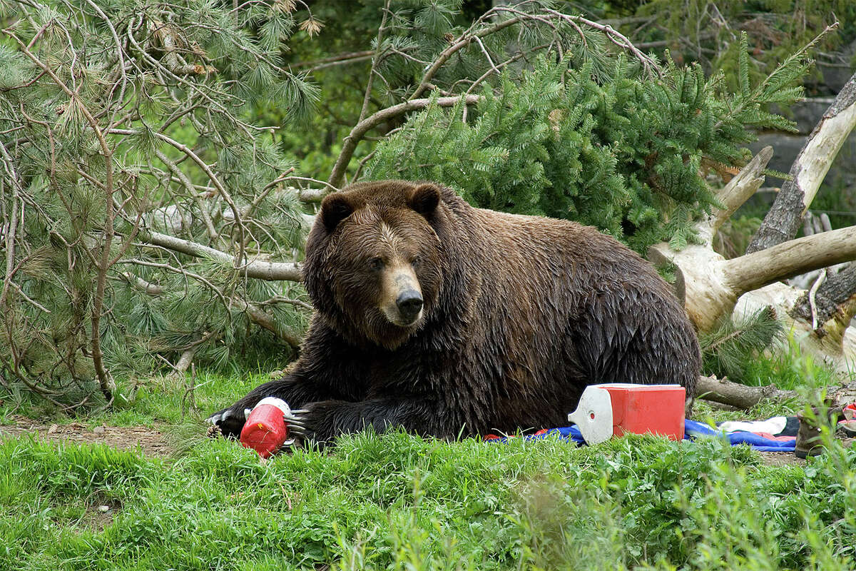 Bringing a bear-proof cooler on your next trip doesn’t just protect you.