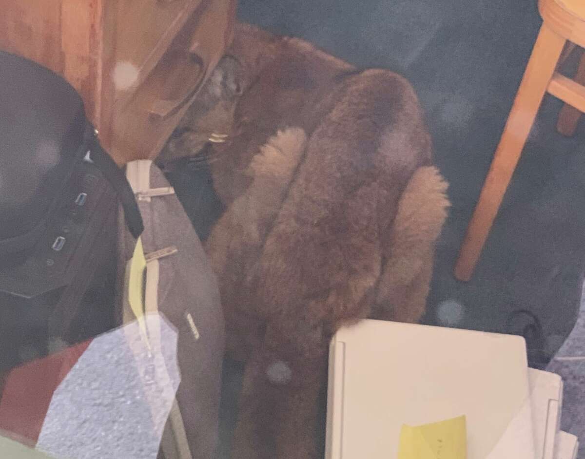 A mountain lion was contained in the English classroom at Pescadero High School on June 1, 2022.