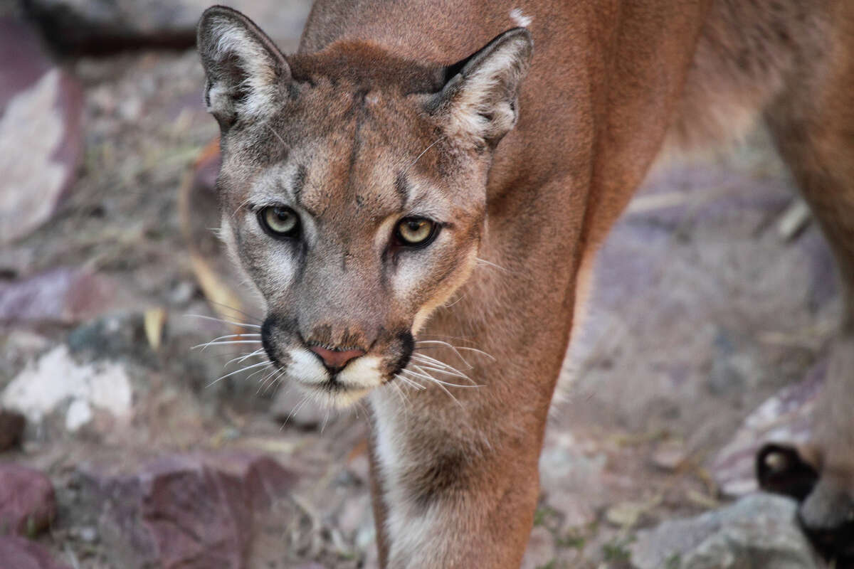 A file photo of a mountain lion in California.