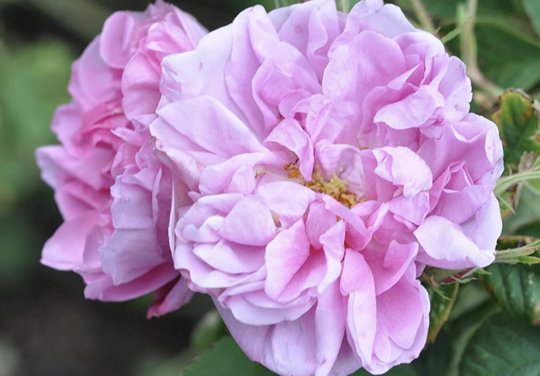 What are heirloom roses? Where to buy antique roses online - Vimarsana News
