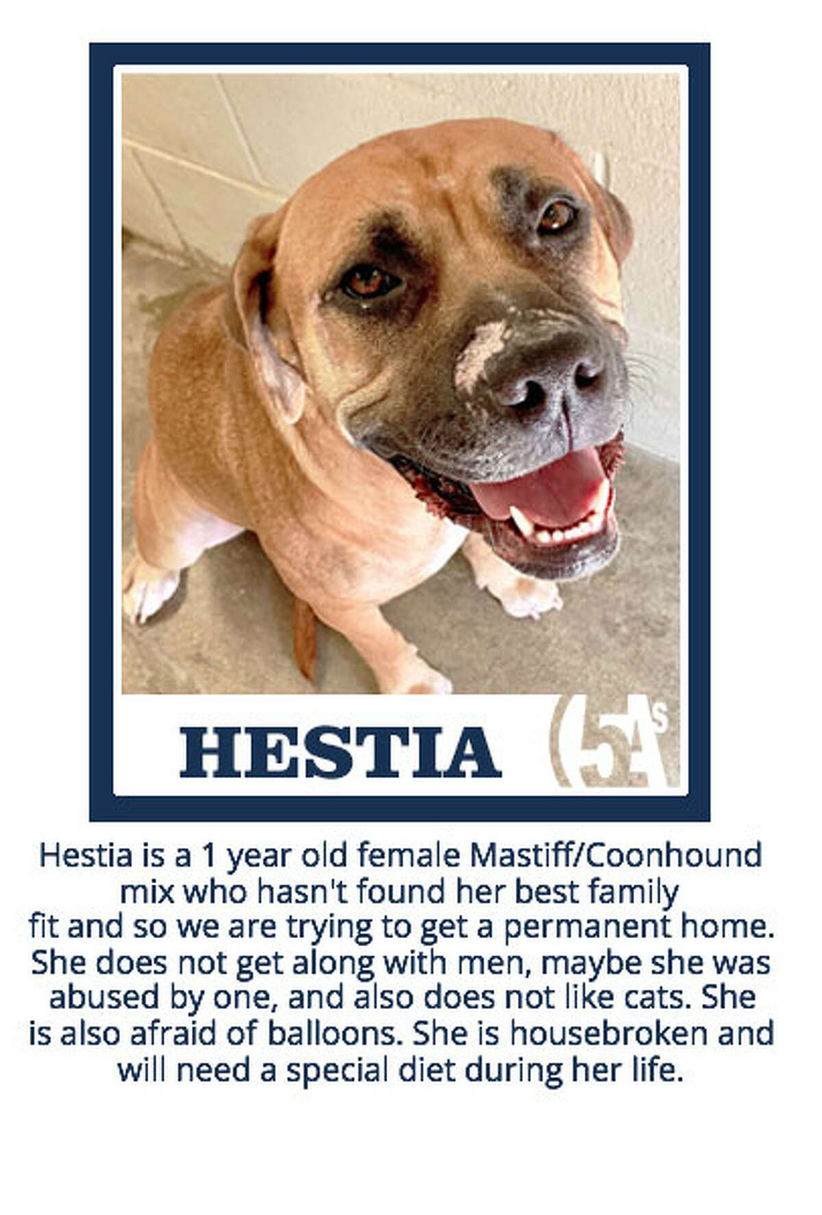 Hestia desires a loving, compassionate home.