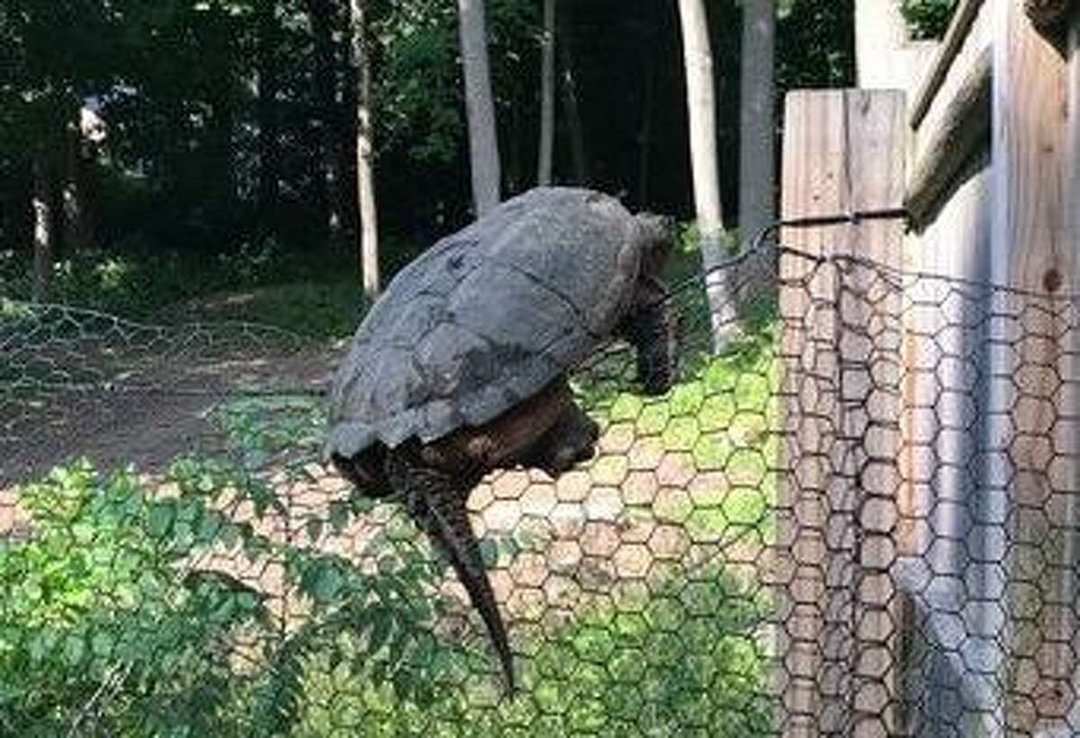 Snapping turtles have been reported hopping fences to lay their eggs for the summer according to New Canaan Animal Control.
