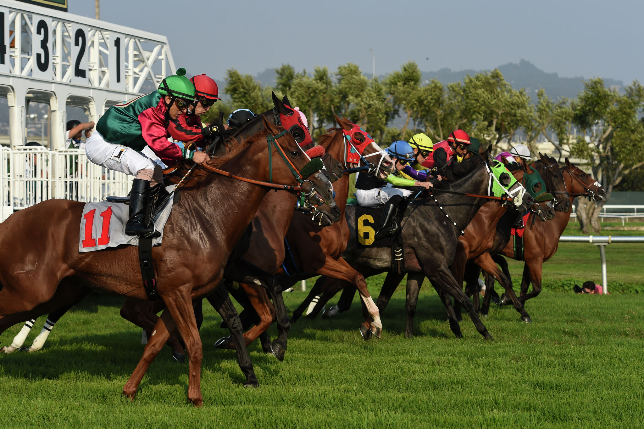 Seventh horse in 40 days dies at Bay Area racetrack