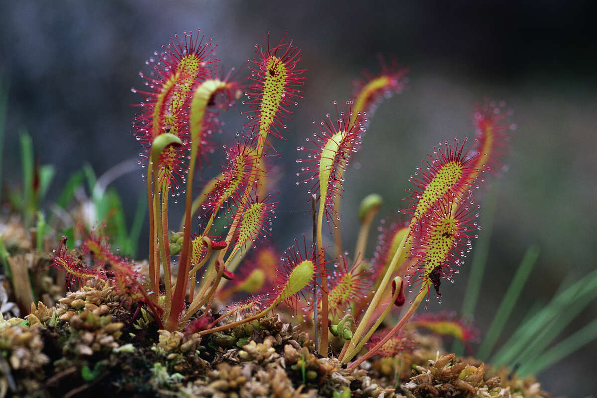 Plant it Wild plans to host a bog plan field trip, where participants will see examples of carnivorous plans, such as the sundew. 