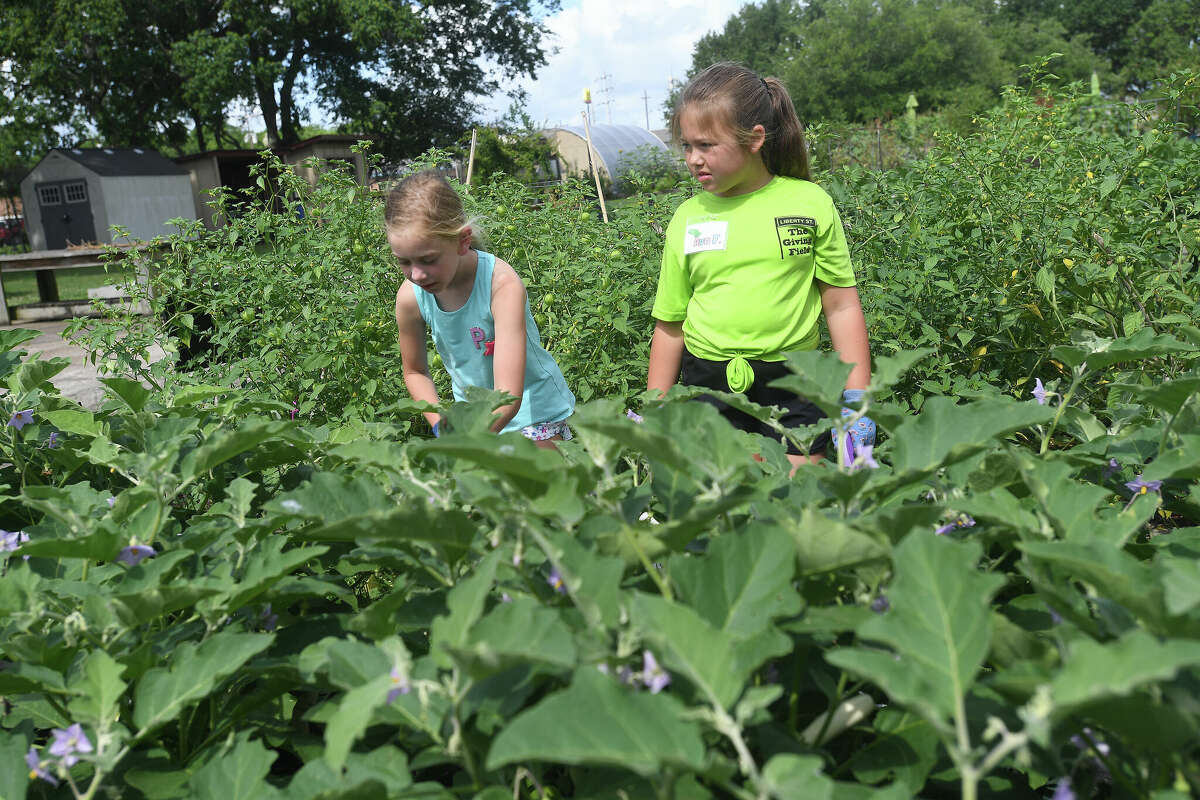 Campers weed and harvest during the week-long summer camp for kids at The Giving Field. Photo made Wednesday, June 1, 2022. Kim Brent/The Enterprise