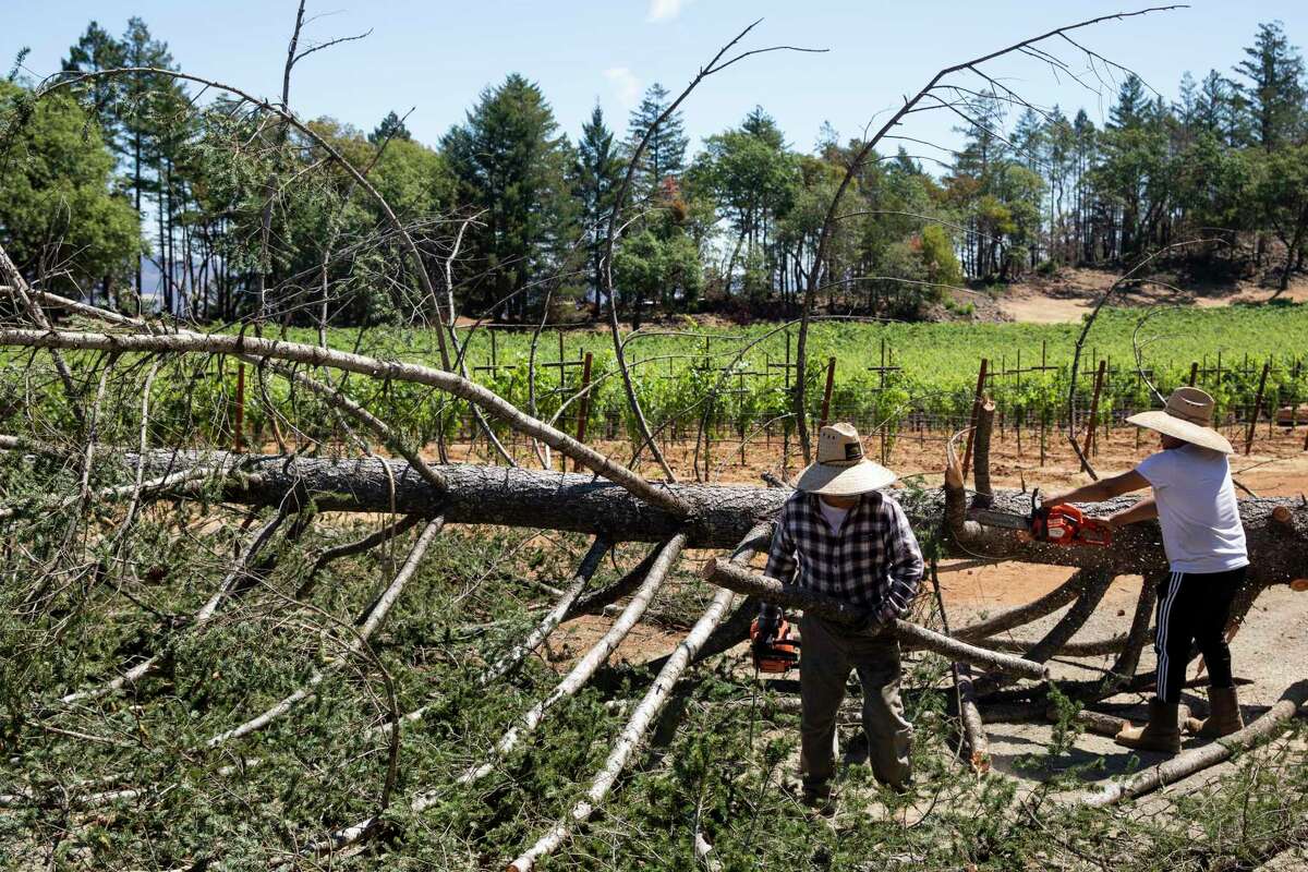 Mario Arias (left) and Ulises Duran work to cut off smaller branches from a tree cut down in preparation for fire season at Smith-Madrone Vineyards along Spring Mountain Road in St. Helena in 2021, a year after the Glass Fire threatened the property.