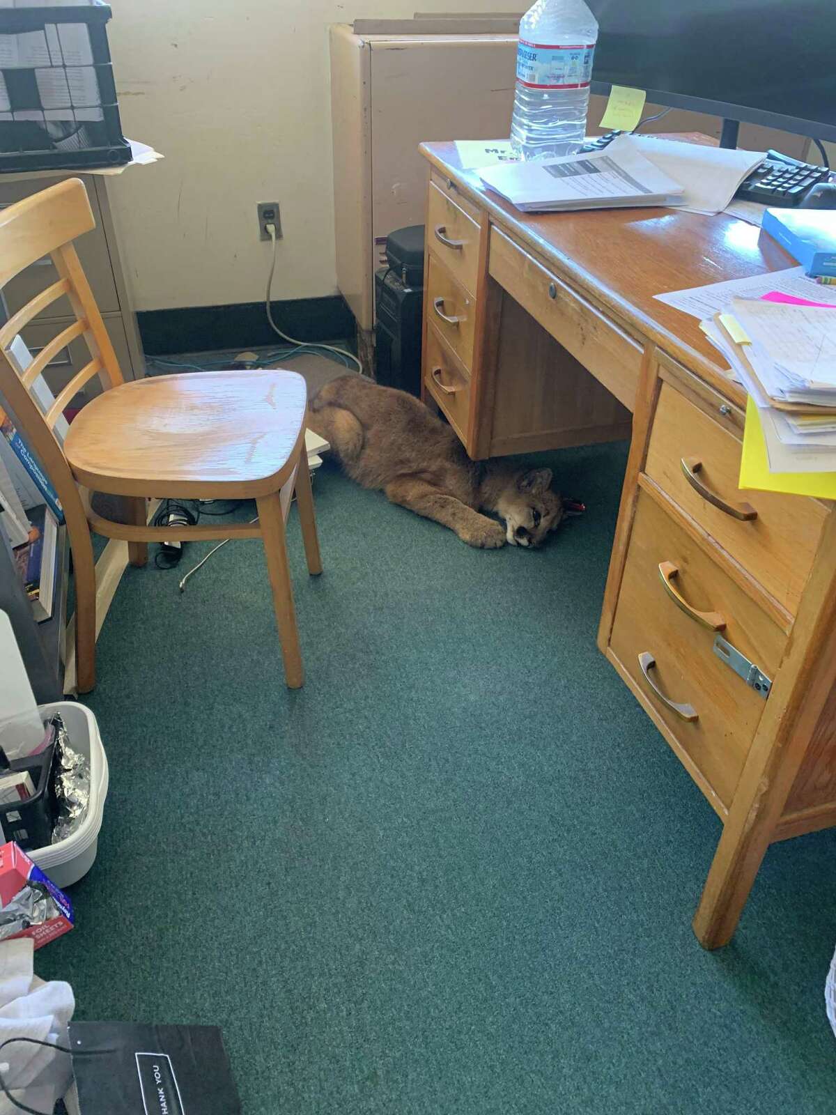 State wildlife officials and Oakland Zoo veterinarians treat a mountain lion cub that was trapped in a San Mateo County high school classroom Wednesday. The mountain lion is unlikely to survive in the wild on its own, so he will be placed at a zoo once he recovers, officials said.