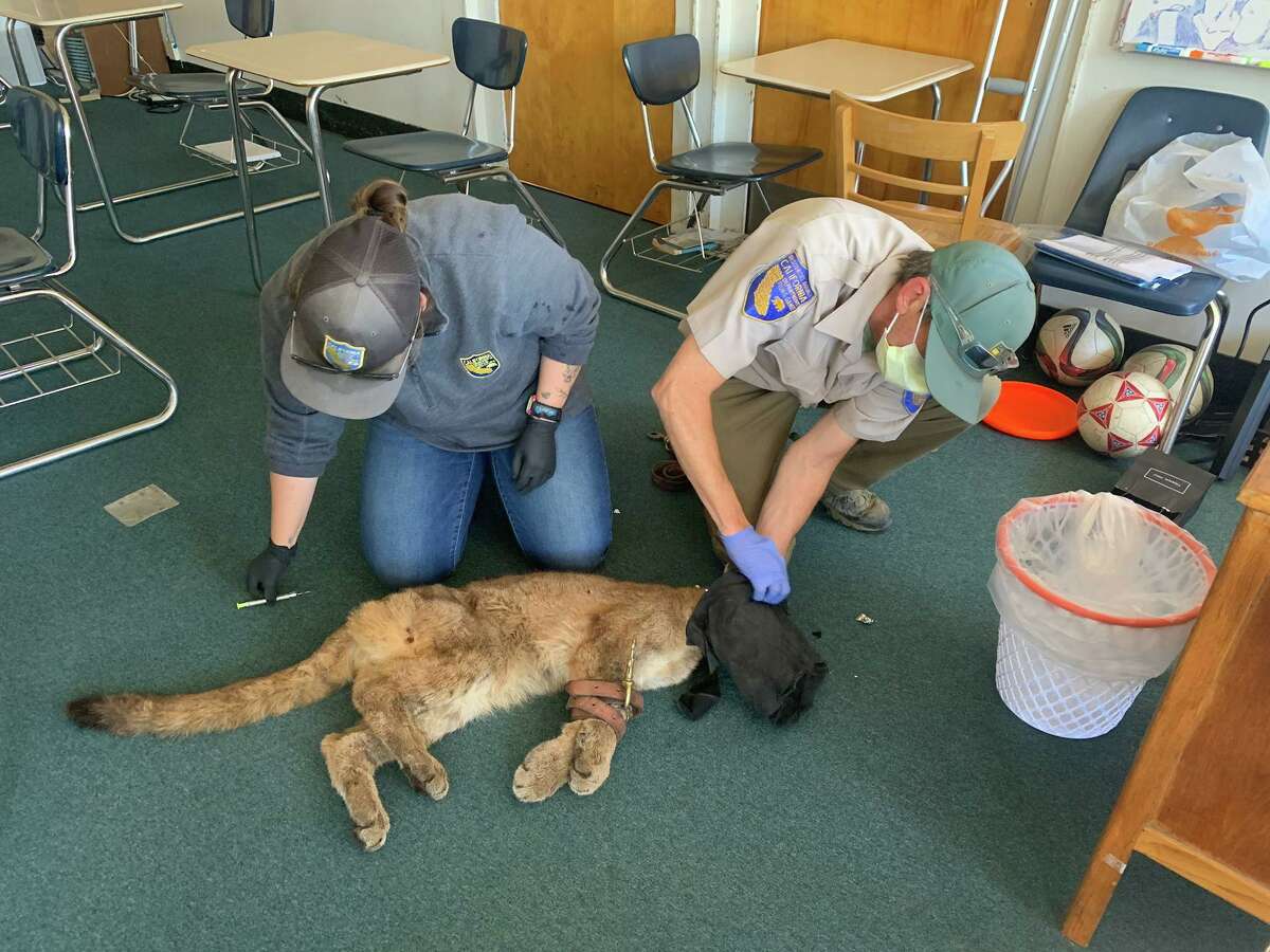 State wildlife officials and Oakland Zoo veterinarians treat a mountain lion cub that was trapped in a San Mateo County high school classroom Wednesday. The mountain lion is unlikely to survive in the wild on its own, so he will be placed at a zoo once he recovers, officials said.