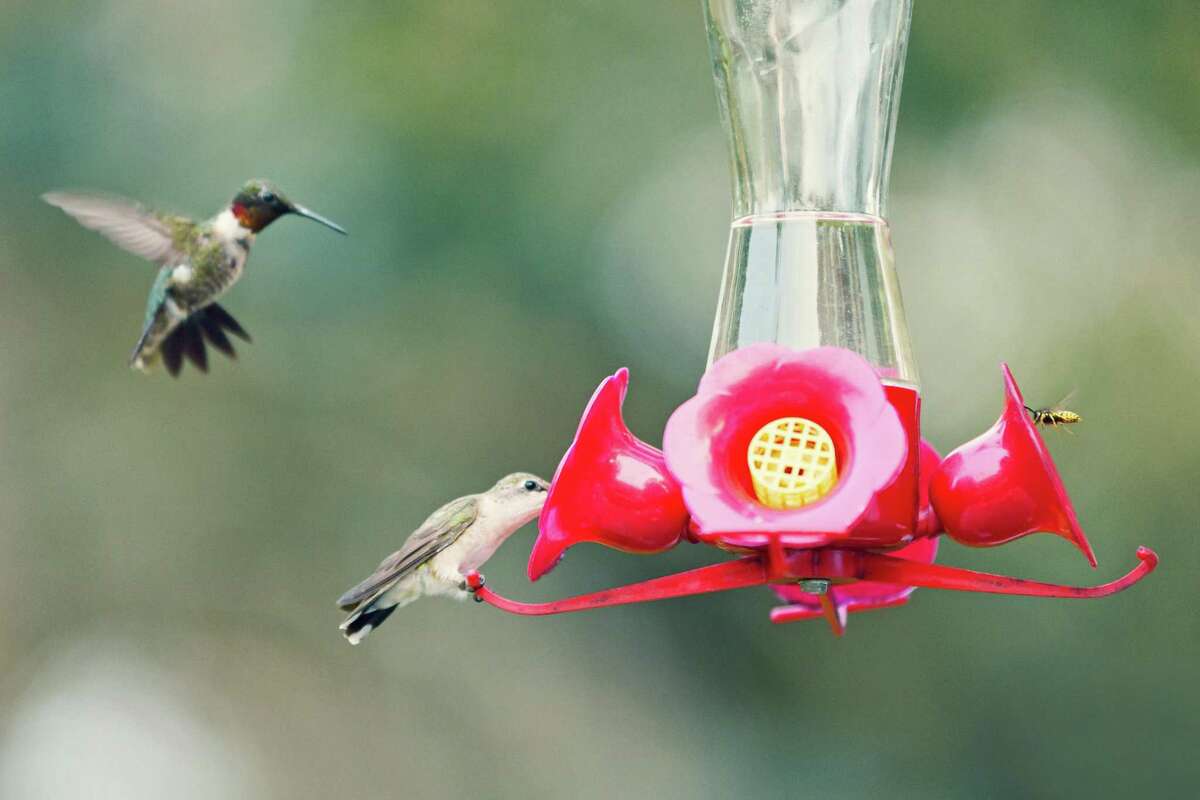 Male and female ruby throated hummingbirds and a bee feeding at a hummingbird feeder with sugar water.