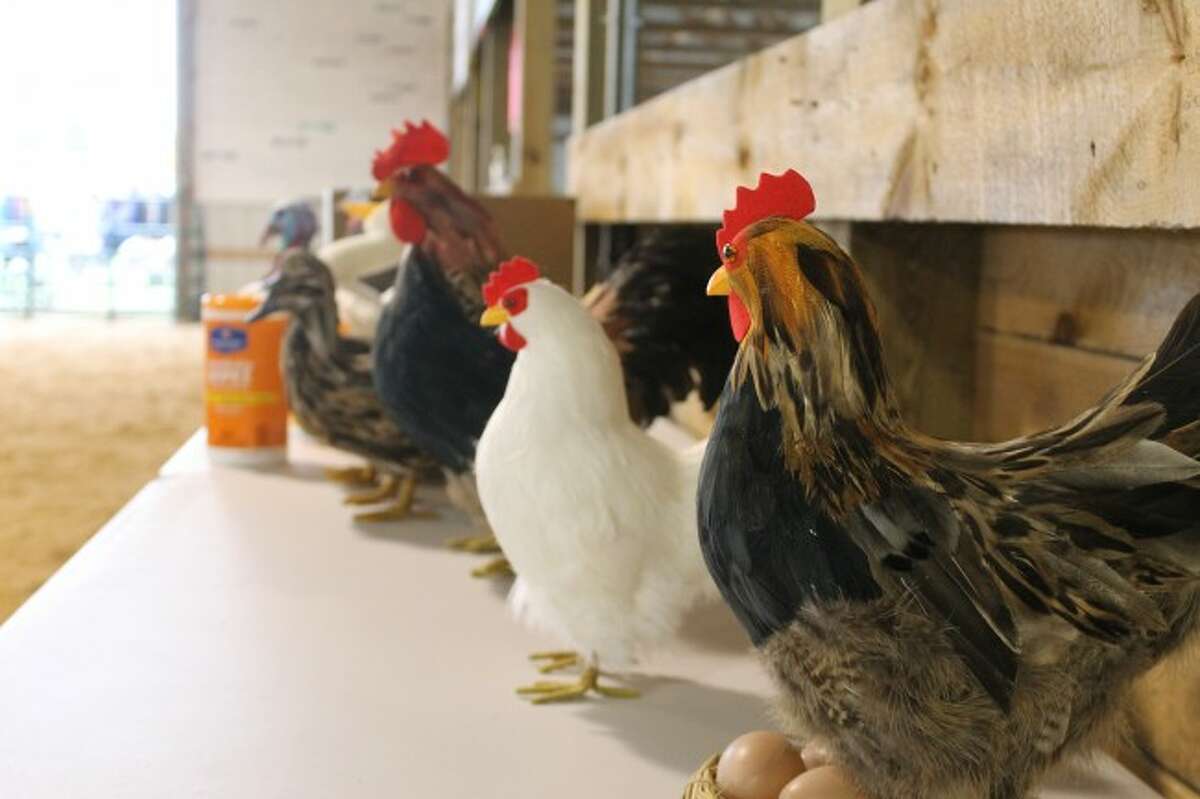 Life-like stuffed chickens could once again be substituted for live poultry at 4-H fair events depending on the status of the Michigan Department of Agriculture and Rural Development's "bird ban" put in place after avian influenza was detected in multiple Michigan counties. 