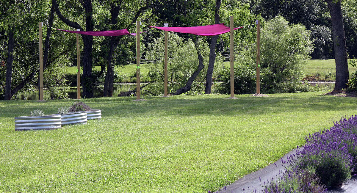 Tenderloin Farm Lavender opens for its second season