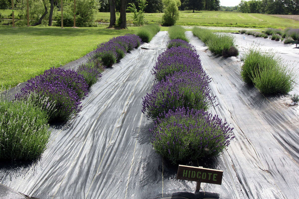 Tenderloin Farm Lavender opens for its second season