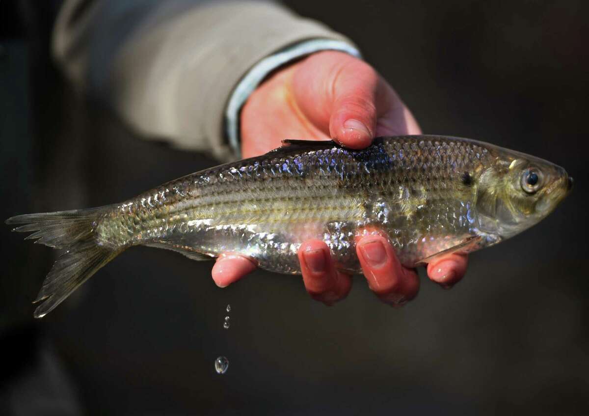 A mystery as alewives drop in numbers across Connecticut