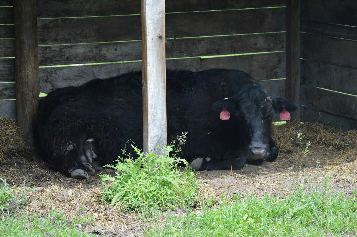 After handling livestock in three Michigan counties, 12 people reported symptoms, according to the Michigan Department of Health and Human Services. 