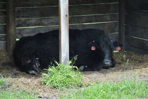 Parasitic outbreak in Michigan prompts livestock warning