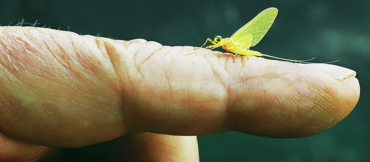 John Badman|The Telegraph A recently hatched mayfly rests on a finger in downtown Alton Tuesday morning, arriving just in time to still be a May mayfly.