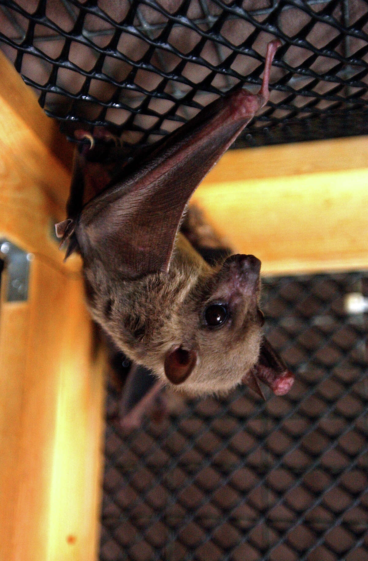 The Huron County Health Department has been notified of a second rabid bat for this year. As of June 2, 16 rabid bats have been identified across Michigan.
