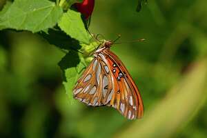 The science behind butterflies