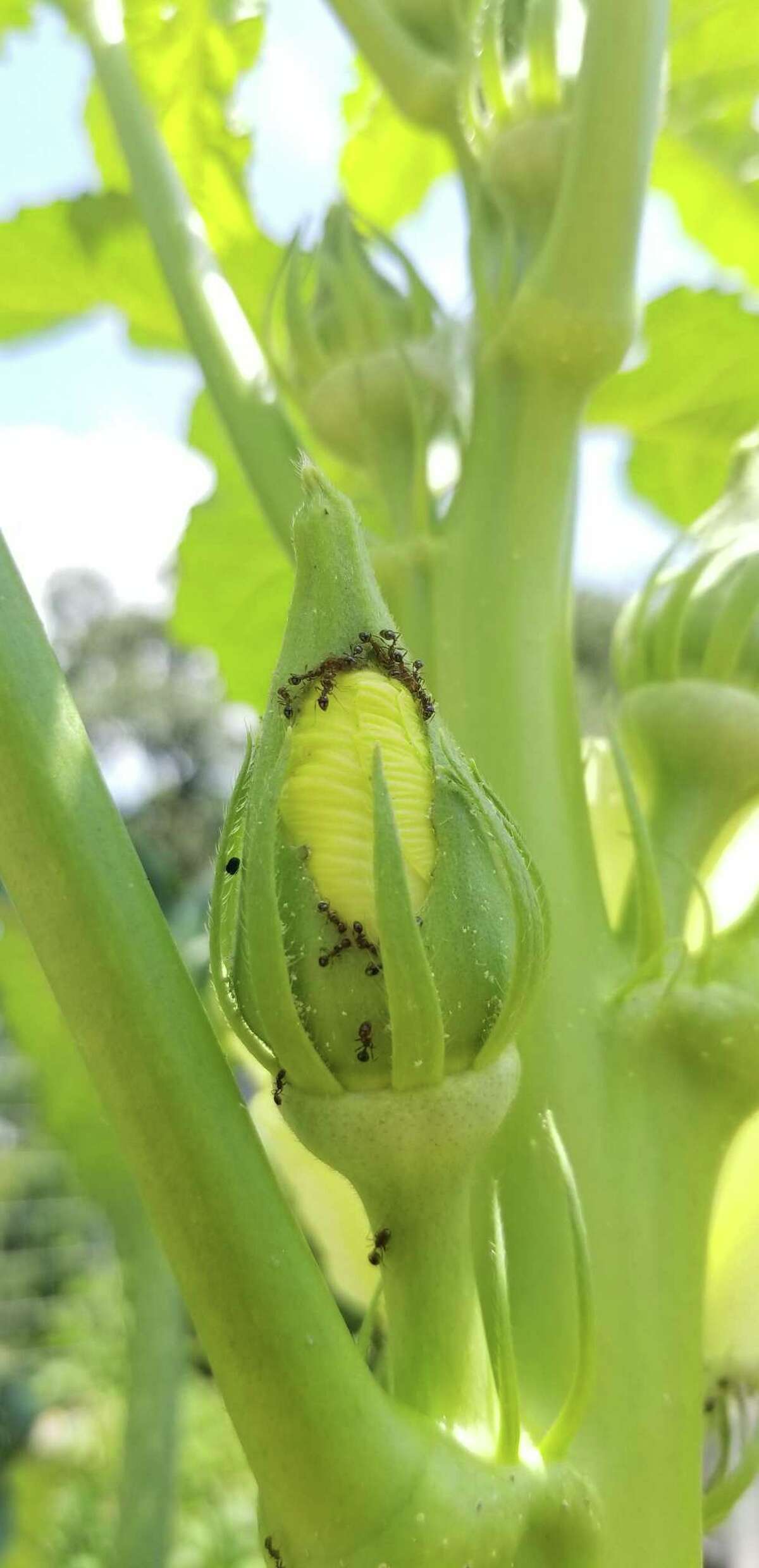 What to plant, eat and drink from the garden in June