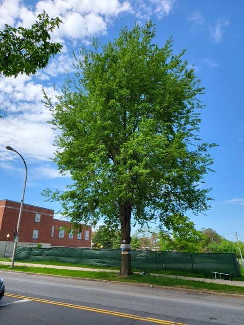269 Broadway opponents try to save Saratoga Springs elm tree - Vimarsana News