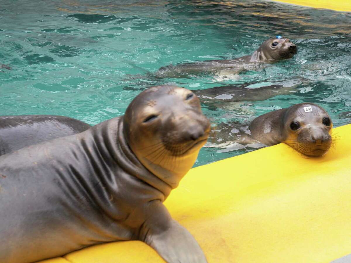 An inside look at Marin’s newly reopened Marine Mammal Center