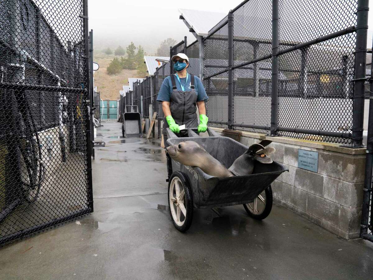 Volunteer Lynn Webb transports a northern elephant seal pup in a wheelbarrow for weighing on the first day the Sausalito animal hospital reopened to visitors since the pandemic began.