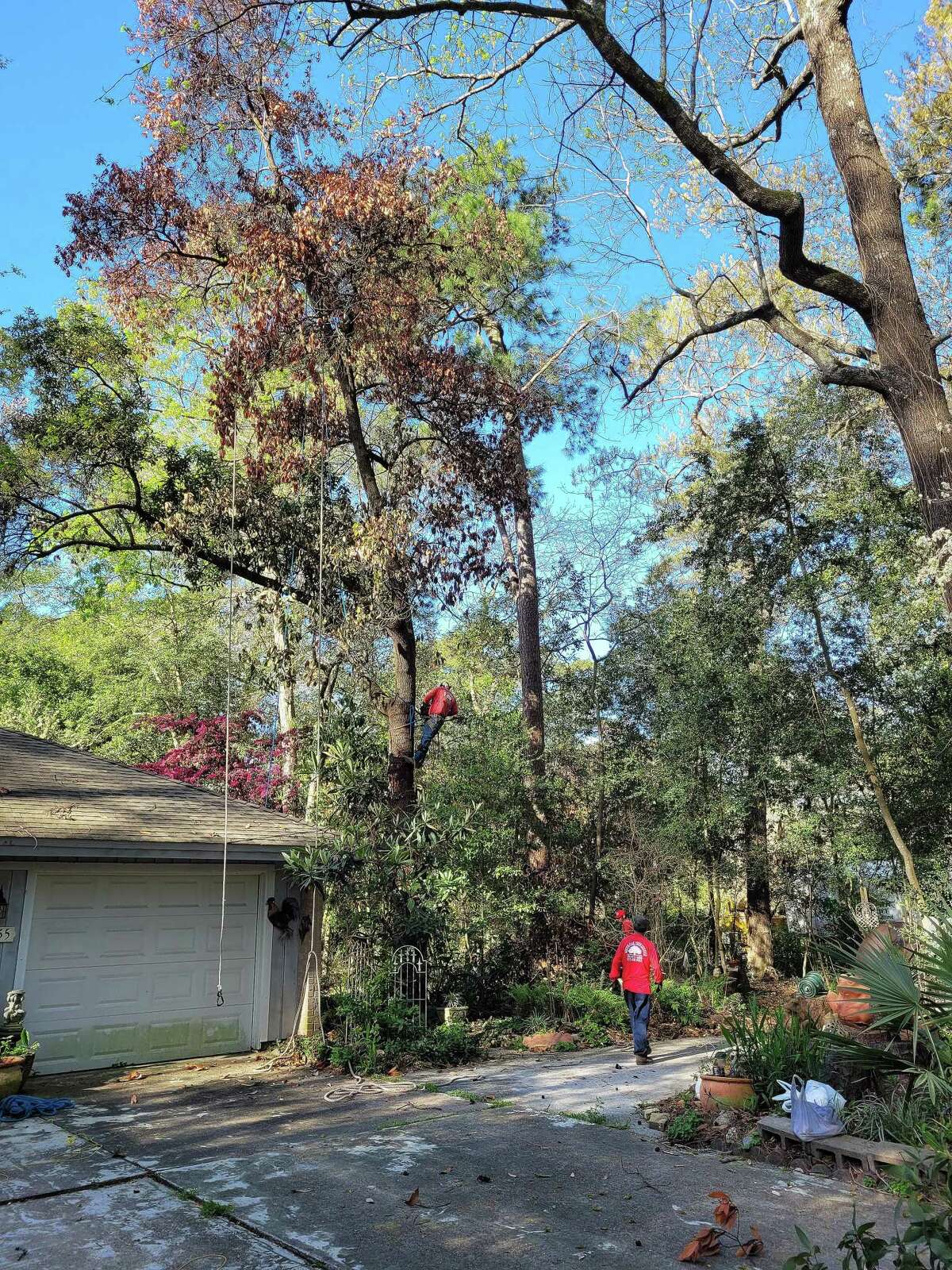 A tree removal crew works on one of a dozen or so red bay trees in the yard of Kate Henderson. Before it's said and done, she will lose almost 30 trees on her 1-acre property in Kingwood.