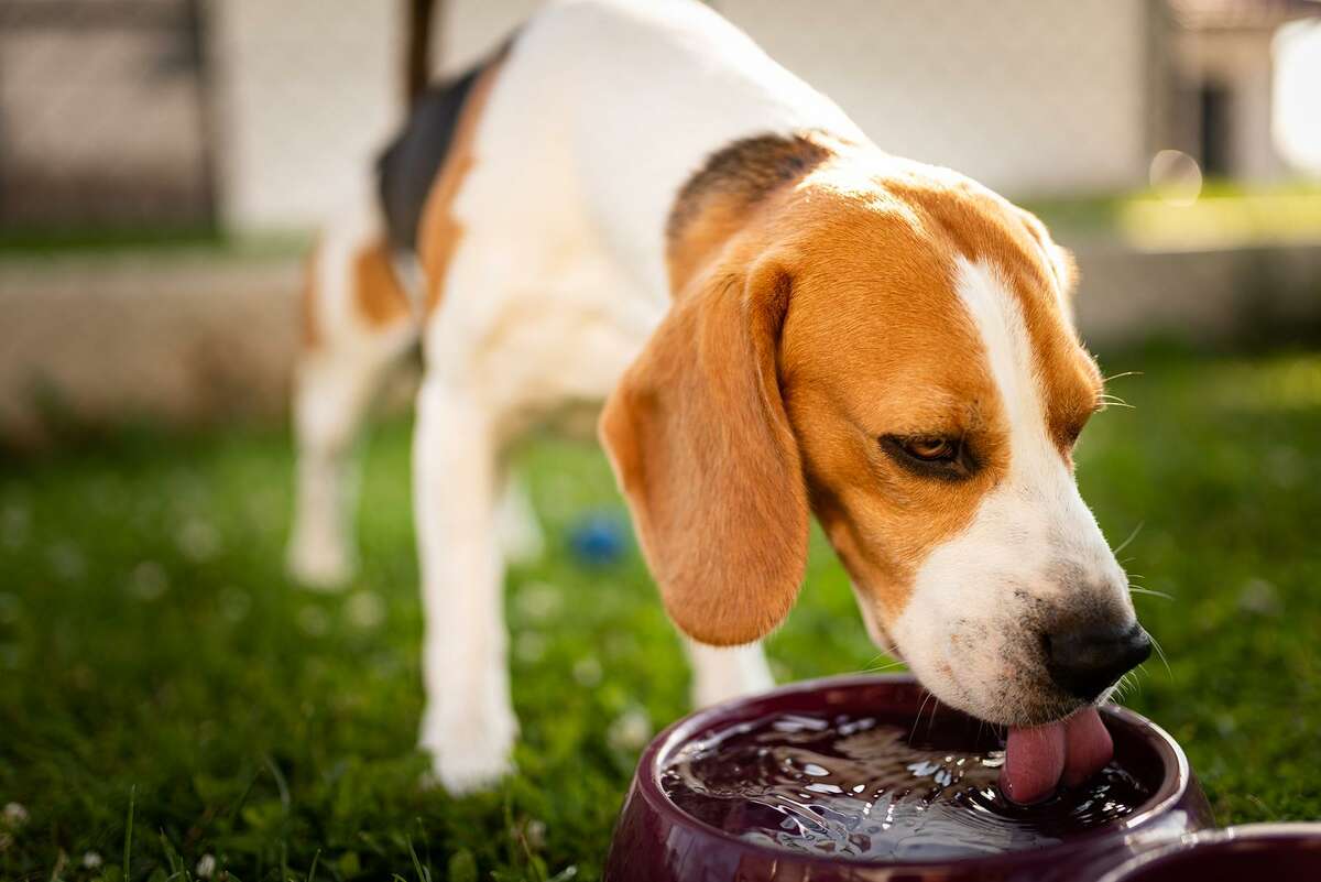 Milford City officials are reminding residents that June is dog licensing month. All dogs older than 6 months must be licensed, and a late penalty of $1 per month begins on July 1, 2022.