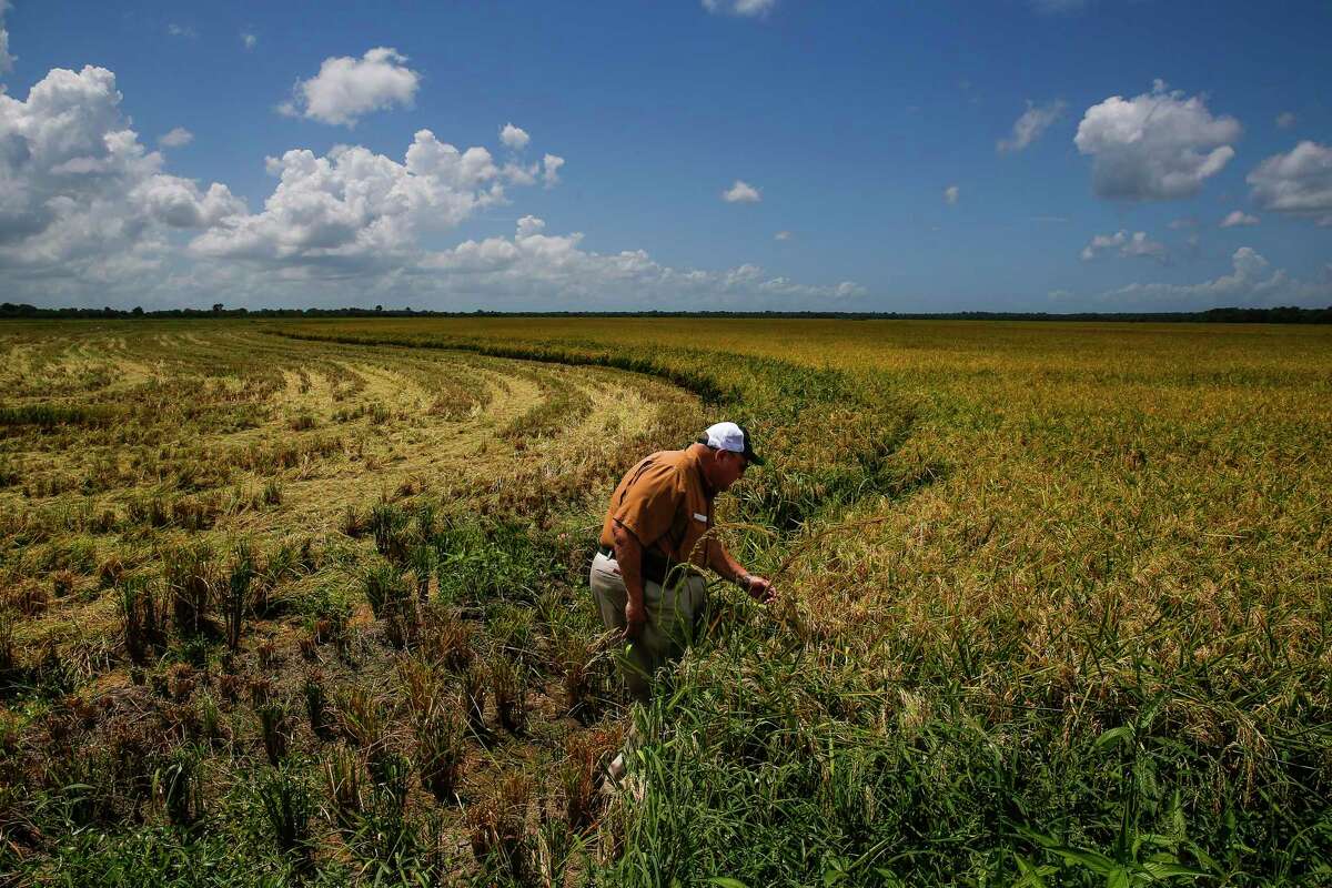 Rice farmer Ray Stoesser, one of the biggest rice farmers in Texas, looks at his crop Wednesday, July 26, 2017 in Raywood. ( Michael Ciaglo / Houston Chronicle )