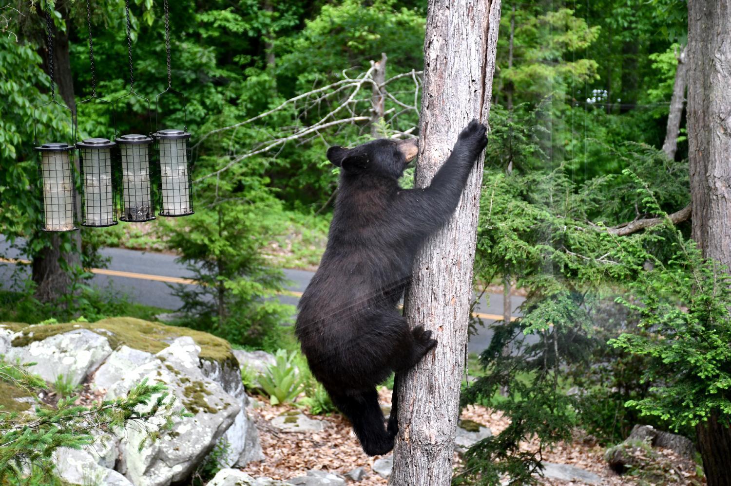 Police warn residents to avoid injured bear in Newington - Vimarsana News