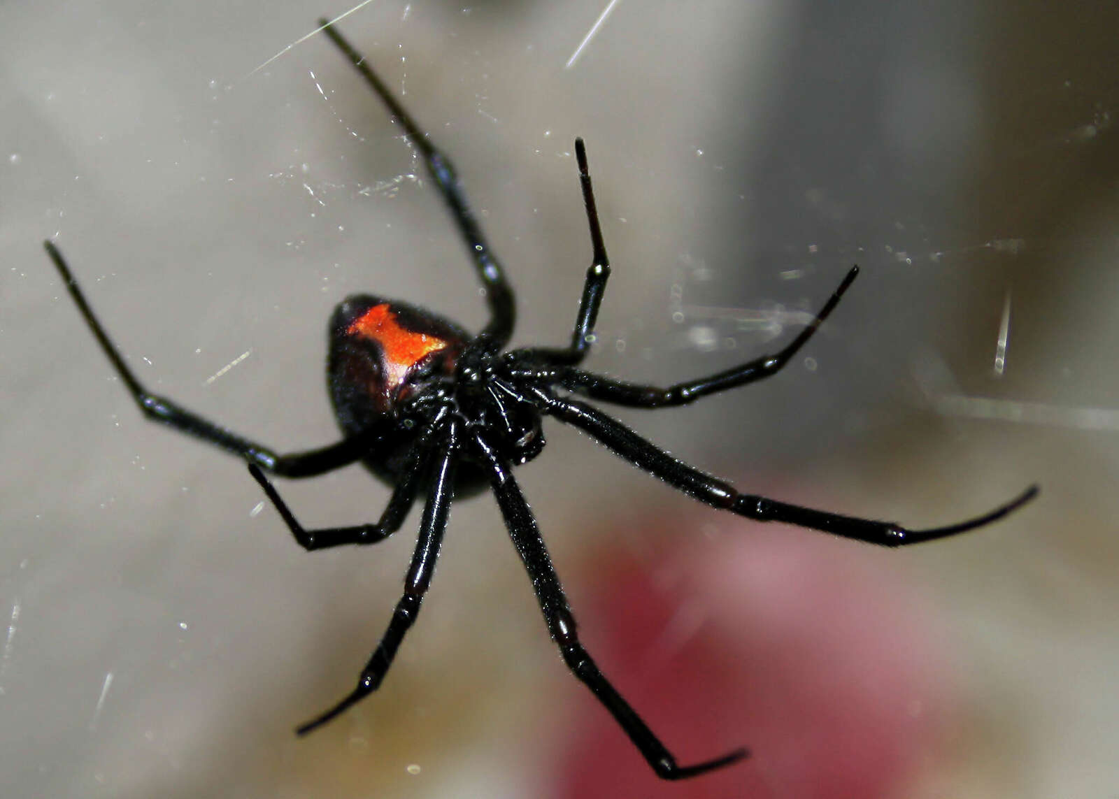 An image of a black widow spider.