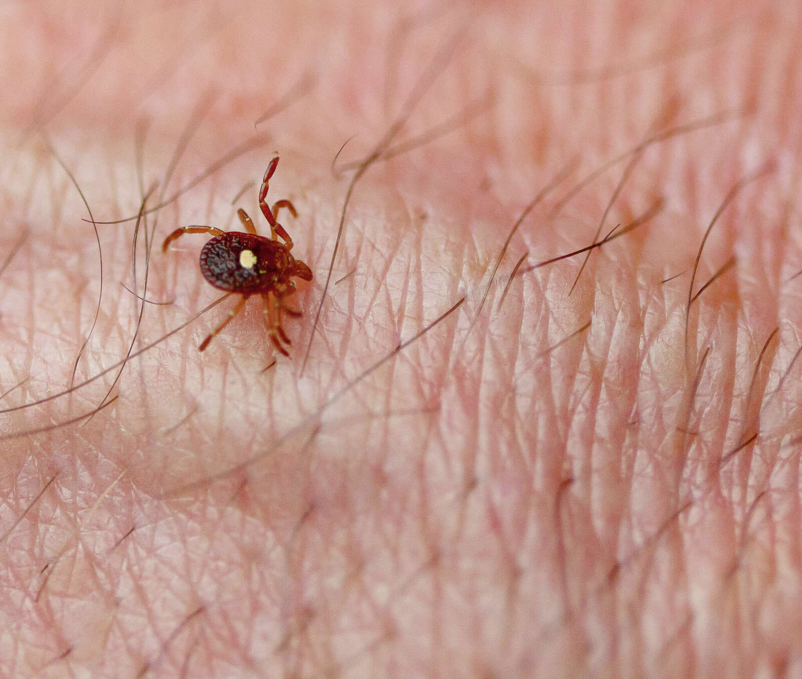 An image of a tick.