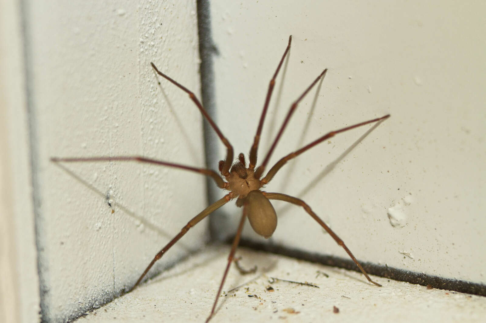 An image of a brown recluse spider.