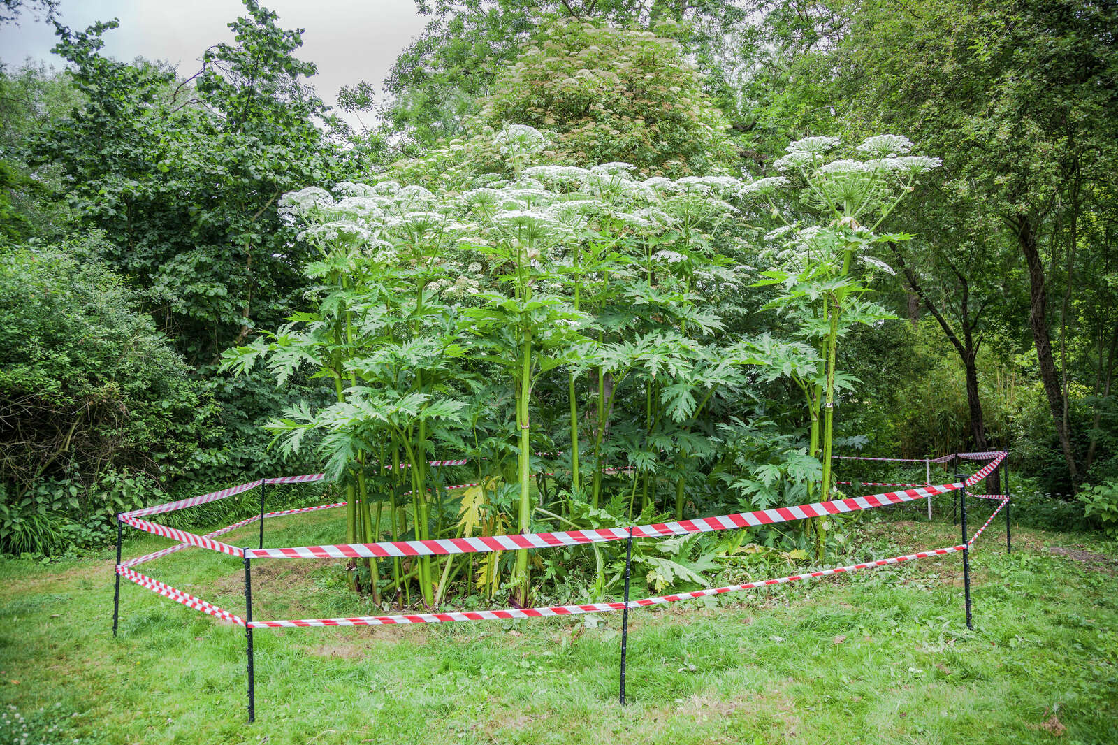 An image of giant hogweed.