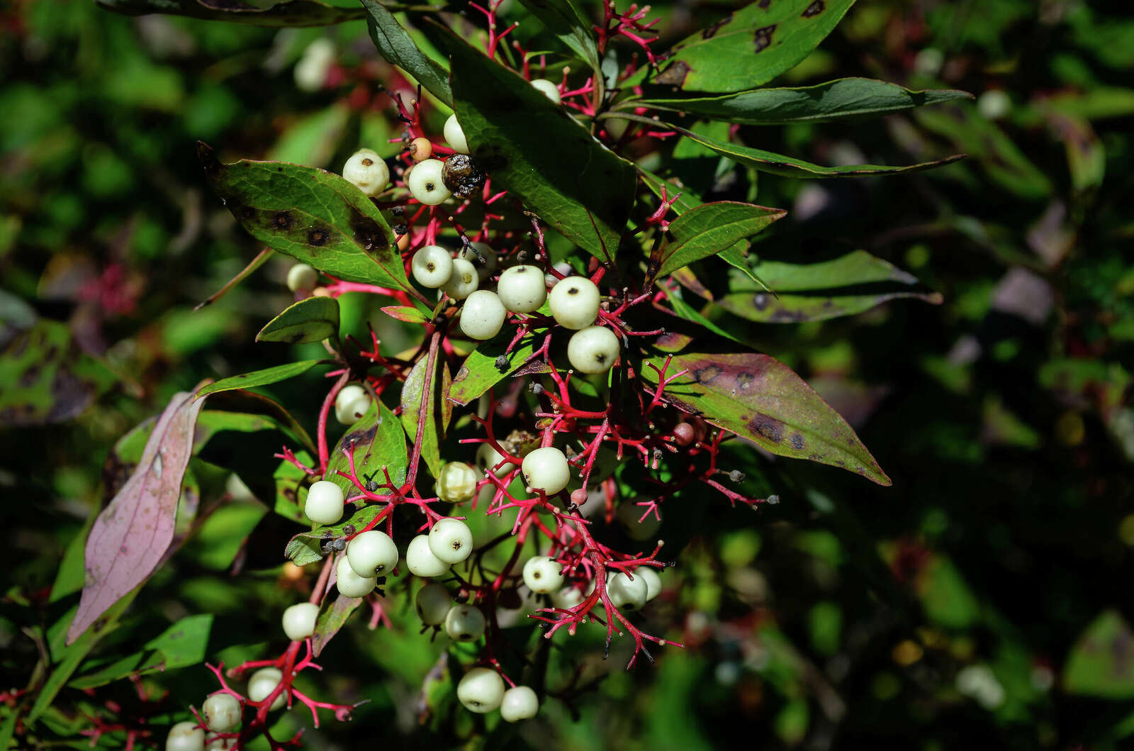 An image of poison sumac.
