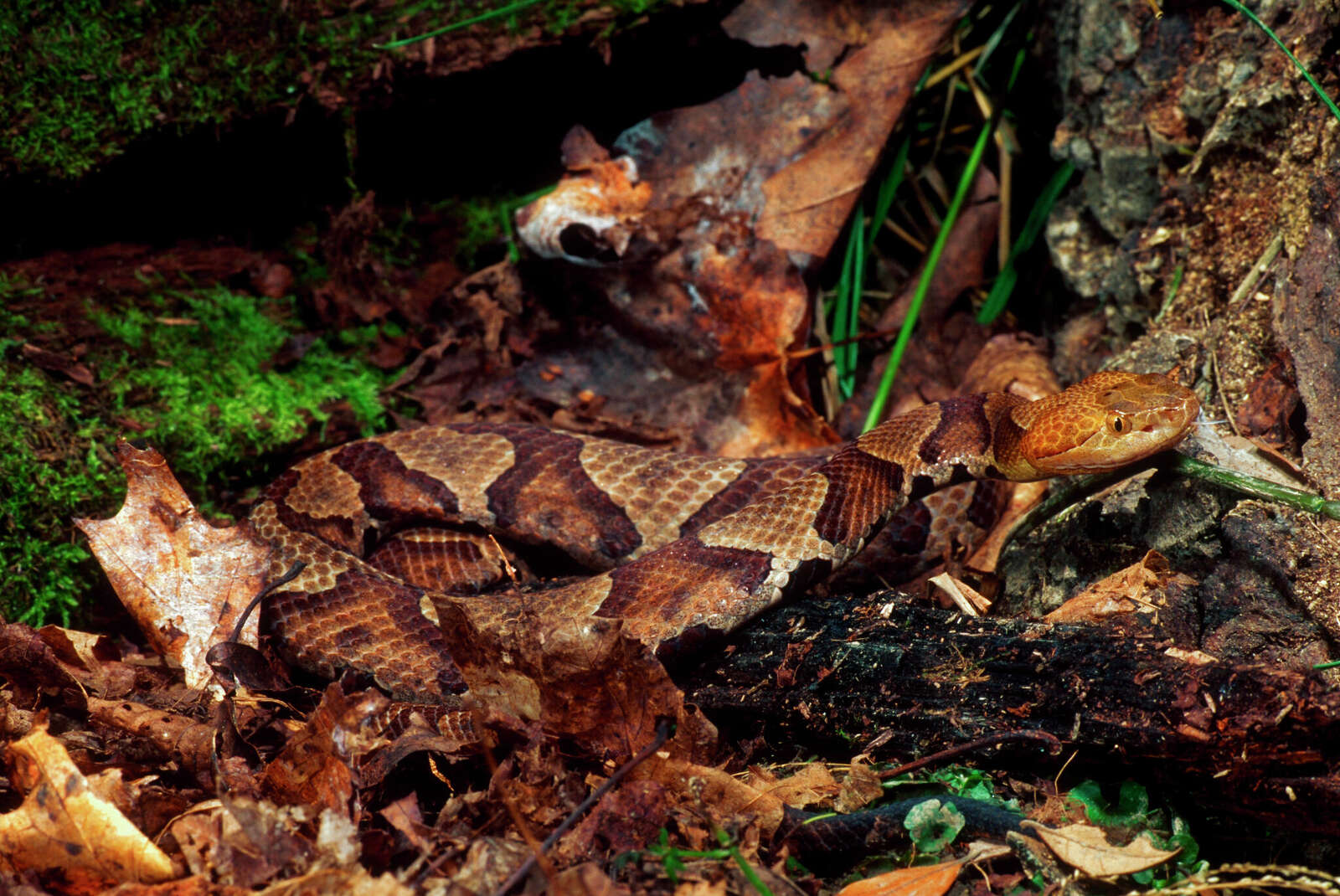 An image of a copperhead snake.