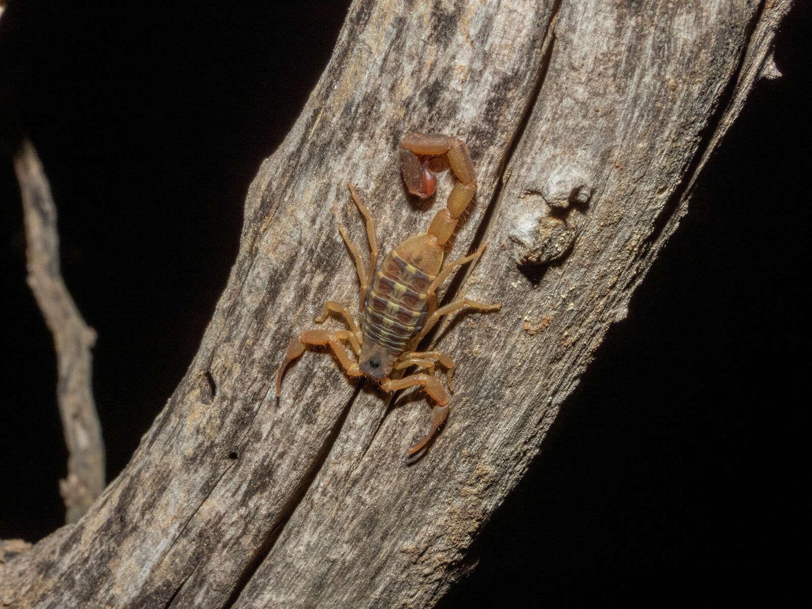 An image of a striped bark scorpion.