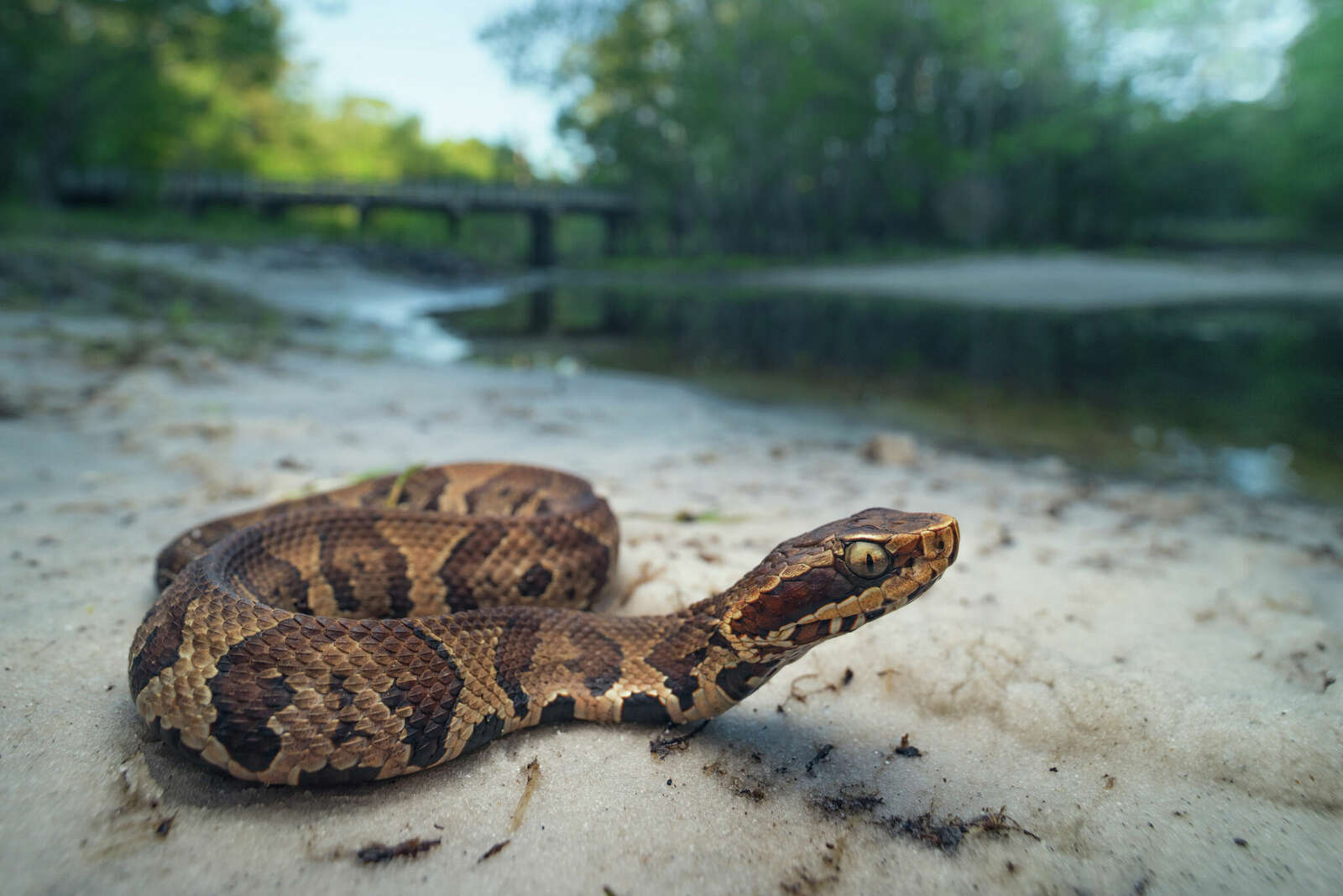 An image of a cottonmouth snake.