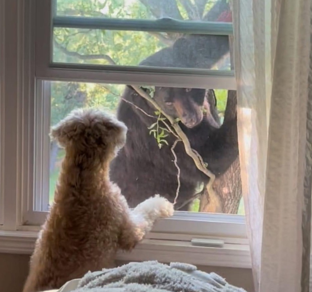Bears are roaming around the Hudson Valley’s suburbs and this one peaked into the second story of a home in Patterson, where he met a small wheaten terrier.